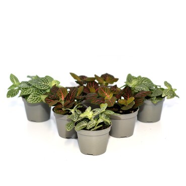 Collection of 6 Nerve Plants